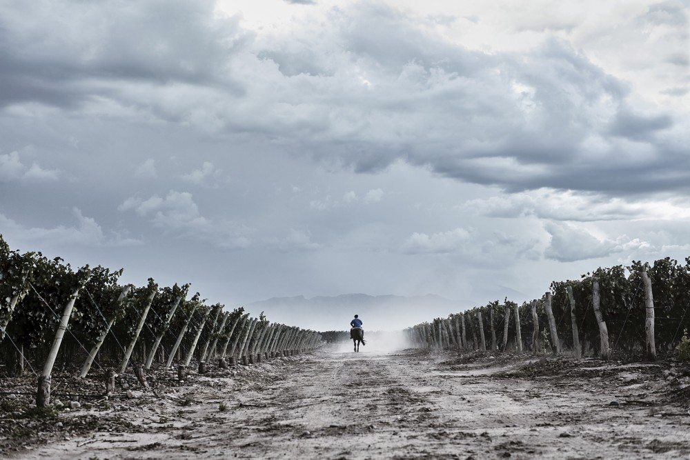 Ruca Malen viña image